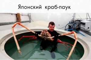 Огромные животные-переростки