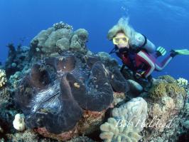 Моллюск Тридакна