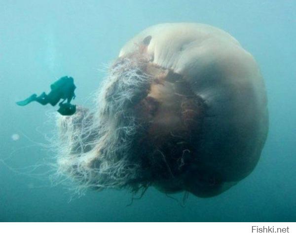 Гигантская арктическая Цианея, купол этой медузы может достигать в диаметре 6 метров, а щупыльцы могут быть до 35-38 метров в длину
