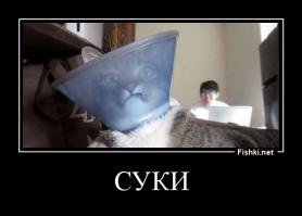 Суки! ))))