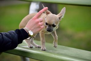 Фотографирую для души, очень приятно, когда получается задуманное, люблю радовать родных и друзей!