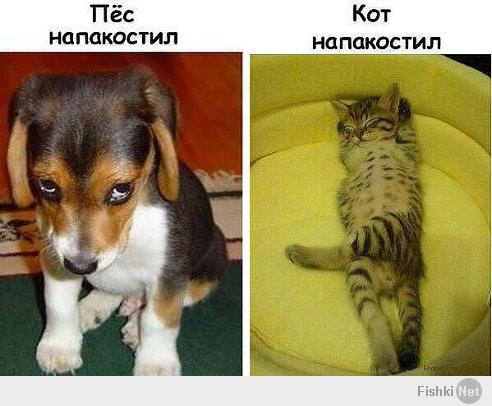 необыкновенные кошки...