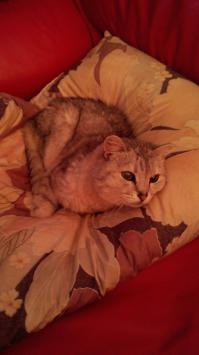 Знакомьтесь, мой кот "Маруся"(не спрашивайте почему так зовут, долгая история) 1991 года рождения!