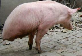 Забавные неудачные панорамные снимки