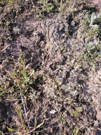 вот тарантулы в Одессе - обычное дело, вот весна, повылазили уже на солнышко греться ;))

фотка "найди тарантула" )