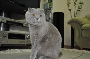 Алекс собственной персоной :)