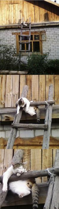 Конец рабочей недели, животные тоже устали