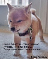 27 щенков, ставших лучшими друзьями детей 