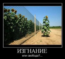 Ностальгия по подсолнуху, я уже сто лет не видел чтоб росли где нибудь.