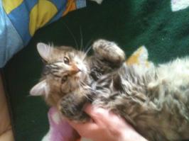 а вот моя! самая добрая кошка в мире