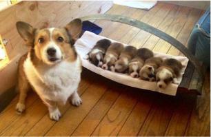 О СОБАКАХ ПОРОДЫ ВЕЛЬШ-КОРГИ-ПЕМБРОК