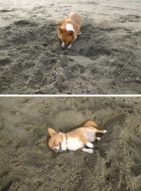 О СОБАКАХ ПОРОДЫ ВЕЛЬШ-КОРГИ-ПЕМБРОК