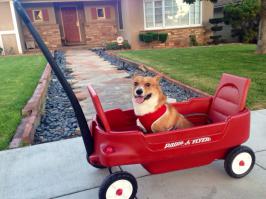 О СОБАКАХ ПОРОДЫ ВЕЛЬШ-КОРГИ-ПЕМБРОК