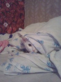 А моей вообще пофигу,когда под простынь/одеяло/покрывало залезать)носом подрывает и залезает=)