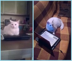 Моя тоже бореться. Или комп зажмет,или сама сидит =/