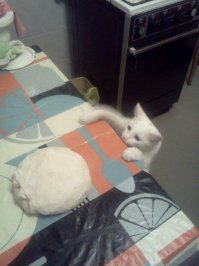 Ничего вы не понимаете! Кошки отличные помошники=)))
Вот моя помогает делать беляши
