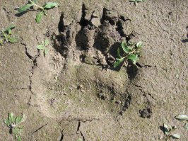 Однажды с женой, другом и его женой поехали в тайгу за грибами. Заехали подальше от трассы, оставили машину и пошли. Ходили по тайге, перекликались. Она хоть и редкая, а заблудиться как дважды два. Через некоторое время начал моросить дождь. Пока нашлись, пока подошли к машине, дождь усилился. Девчонки сели в машину, я за руль, а друг стоял сзади и руководил выездом. Вдруг он постучал по багажнику и позвал меня выйти из машины. Я вышел, а он показывает на след, как на фотографии, только немного заполненный дождевой водой. Непроизвольно волосы на голове поднялись, мы прыгнули в машину и ретировались восвояси.
Девчонкам рассказали только дома.