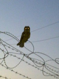 пост №2  3-х сменный круглосуточный.у меня вот такой гость был:)