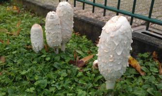 Вот выросли у нас грибочки и как то никто не собрал)))) Шутка конечно, но немцев понять можно, мало кто разбирается в грибах, а с ними шутки плохи! И травануться никто не хочет, только чтобы съэкономить пару евро. В Германии и лещина и ежевика просто так везде растёт вот их многие собирают,а грибы это дело опасное...да и в парке их наверняка собаки сто раз обоссали...