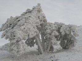 у нас на Чатыр-Даге, да и на других горах в Крыму тоже самое)