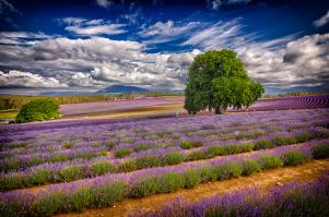 Лаванда в Тасмании