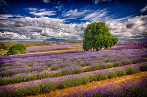 Лавандовые поля в Тасмании: