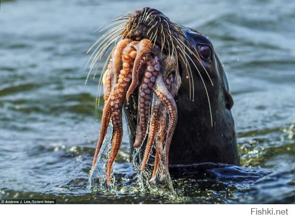 Уникальный случай взаимопомощи в животном мире - тюлень спасает тонущего осьминога!
: