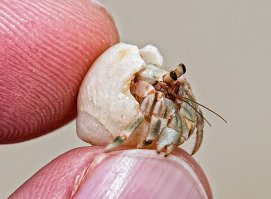 Встретил в прошлом году на пляже на Вануату: