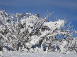 Дабы не быть голословным - вот мои фотки со Snowy Mountains: