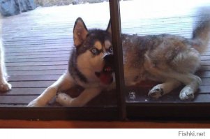 Говорящие и поющие хаски подборка