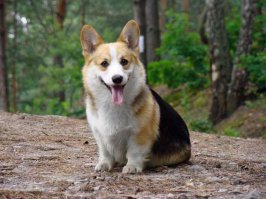 а я решил в новогоднюю ночь, что через месяц заведу собаку как у английской королевы!