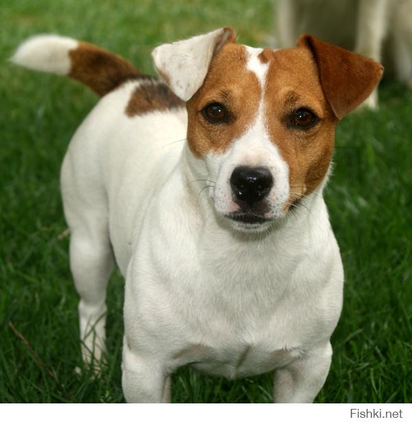 Jack Russell Terrier