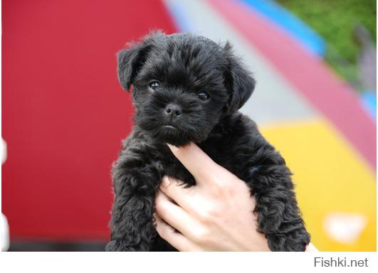 Да все они красотульки)) Нашла породу Affenpinscher (перевод как обезьянапинчер)
Вообщем вызвала она у меня прилив смеха, а потом, даже не знаю чем, так запала. Она вроде и страшненькая, как леший какой-то, но какая-то забавная внешне, чудная.
А собачку у нас любую породу дешевле 450-800 евро найти тяжело, на большенство пород средняя цена 1000. А потом ее еще чипировать и налог ежегодно оплачивать. Но если загорелось, то фиг же теперь успоишься))
Хотя стараешься все равно включать голову, и взвешивать все. Что это живое существо, что на него и время надо и деньги. А не как в детсве, "хочу, хочу" поигралась и маме сплавила)