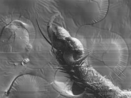 я тоже фоткал муху как-то вот по списку:
1) ротовое отверстие мухи
2) лапка
3)поверхность крыла