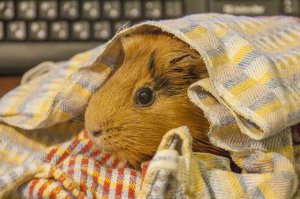 У меня дома миникапибары живут =)