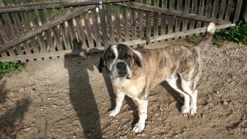 Почему большие собаки круче маленьких