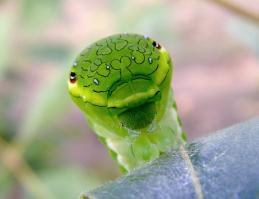 На фотографии, подписанной "настоящий парусник" гусеница обыкновенного европейского махаона (парусник махаон, Papilio machaon):
А синяя бабочка - махаон Маака, самая большая бабочка России, живёт только на Дальнем Востоке.
Её гусеница тоже по-своему интересна: