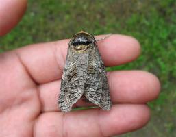 Это Вы ещё не видели гусеницу ивового древоточца: