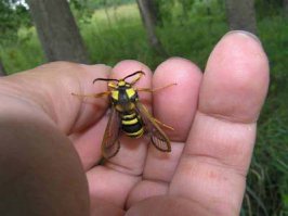 Страшный кусачий шершень?
Нет, безобидная бабочка. Один из видов бабочек-стекляниц...
(фото из ЖЖ соратника paleontolog)