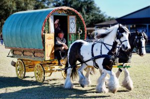 Вардо в наши дни, прогулочная версия.
Антикварная повозка стоит несколько десятков тысяч долларов.
Цены на молодого жеребца породы "Ирландский коб" тоже начинаются с десяти тысяч долларов.