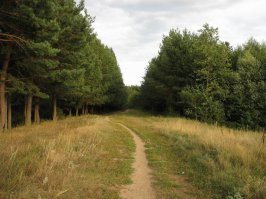 Заброшенная дорога Брест-Москва, окраина города Крупки. 
Сначала проложили новую дорогу чуть севернее города... А к Московской Олимпиаде ещё севернее проложили шоссе - "Олимпийку".