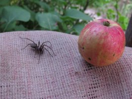 Tegenaria domestica или европейский домовой паук: