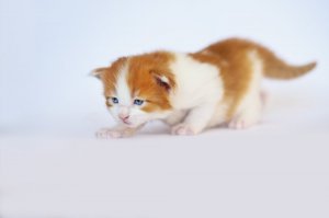 Мейн-кун. Растёт сейчас в доме у дальней родственницы (: