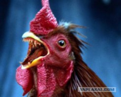 зубастый петух