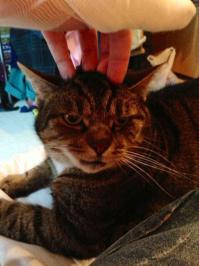 Звериные лица