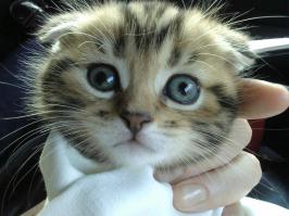 Творите добро и оно к вам вернется.
Мой Ричи, два года назад.