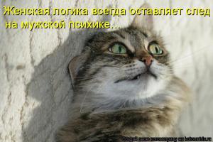 Кастрация кота в домашних условиях