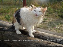 Мокрые коты