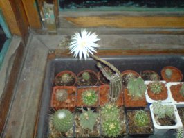 мои цветущие "ёжики"