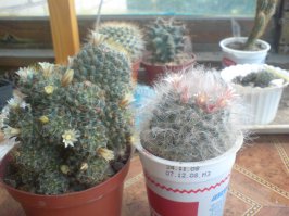 мои цветущие "ёжики"